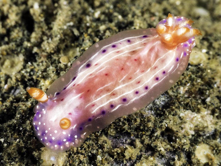 Hypselodoris decorata